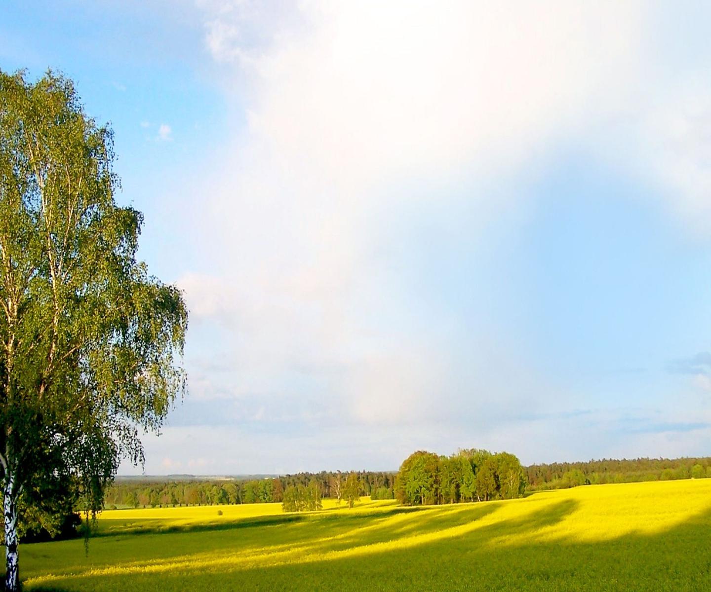 Weitläufiges Feld mit gelben Blumen und Bäumen unter blauem Himmel.