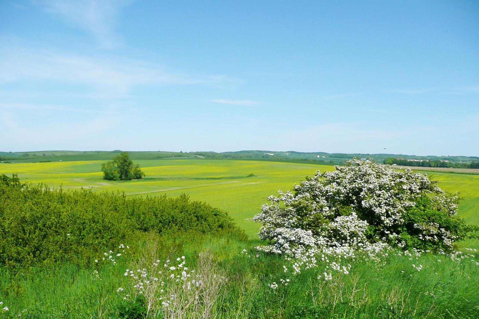 Weitläufige Landschaft mit grünen Wiesen und gelben Feldern unter blauem Himmel.