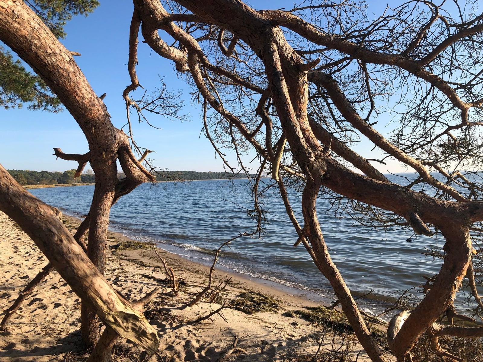 Strand mit Bäumen und ruhigem Wasser im Hintergrund.
