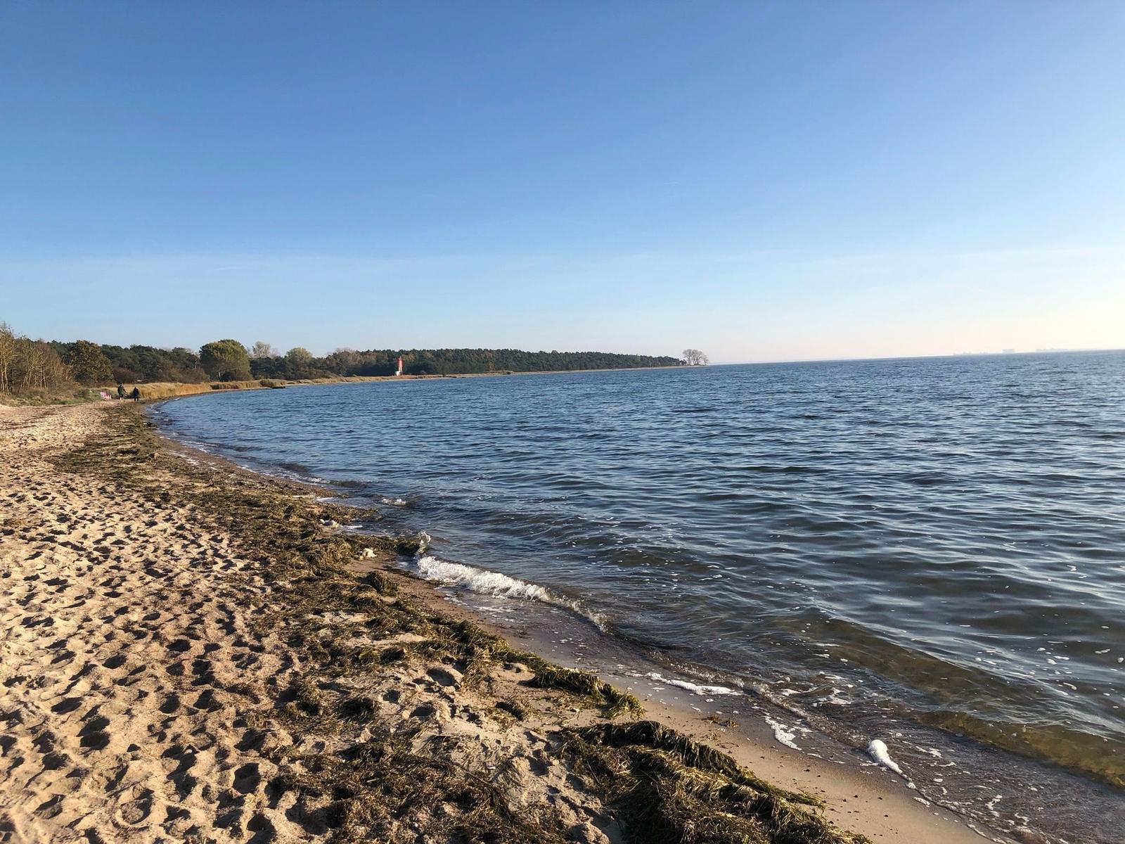 Strand mit Sand und Algen, ruhiges Wasser und Wald im Hintergrund.