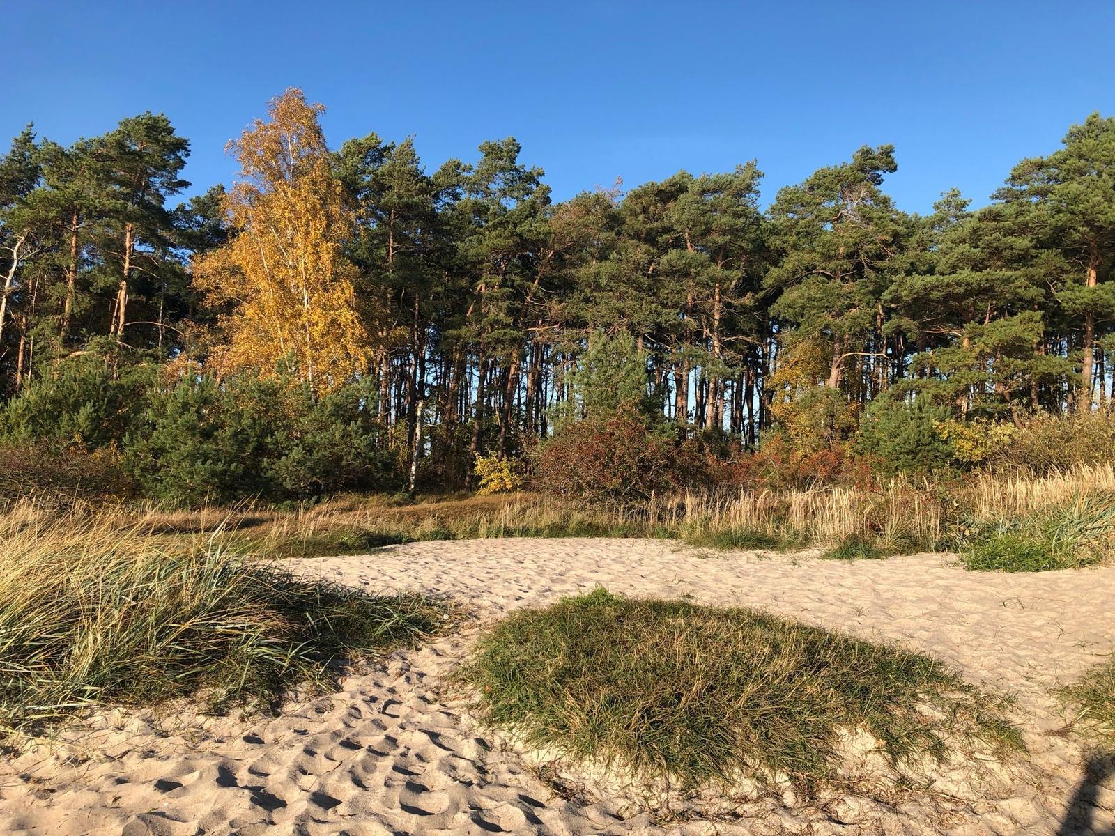 Sandweg führt durch Grasland zu einem Wald mit Bäumen.