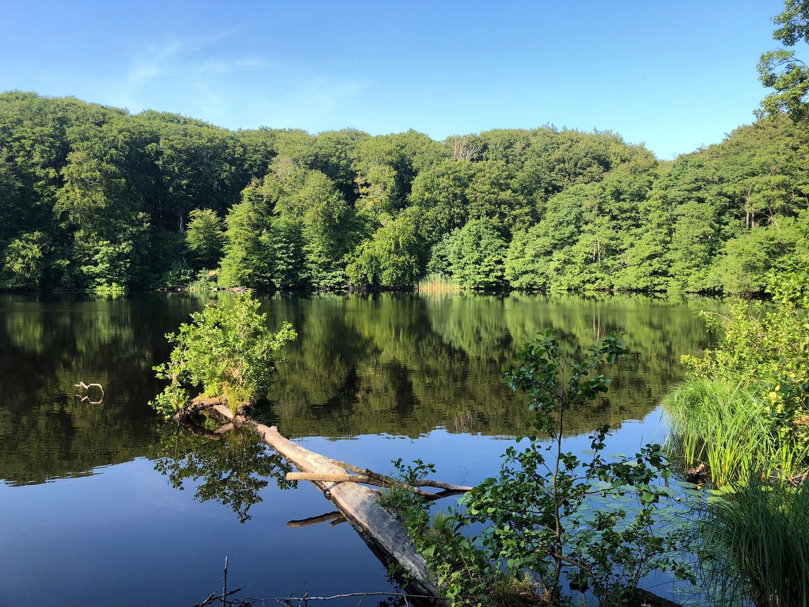 Ein ruhiger See mit grüner Vegetation und einem umliegenden Wald.