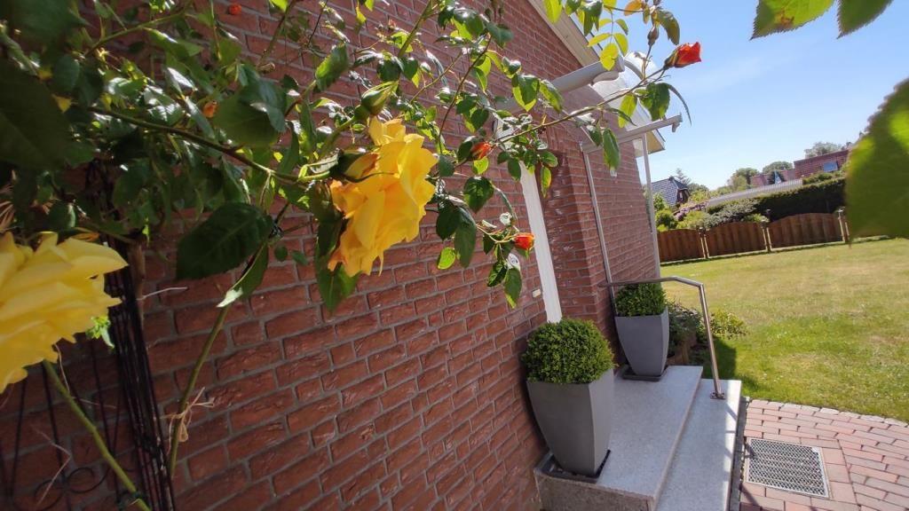 Rotes Backsteinhaus mit gelben Rosen und gepflegtem Garten. Eingangstreppe mit Pflanzkübeln.