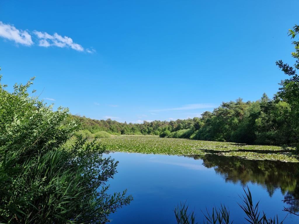 Ein ruhiger See mit Seerosen und grüner Vegetation unter blauem Himmel.