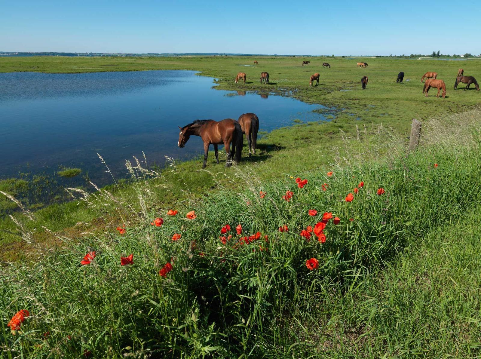 Horses graze near a calm lake with red poppies in the foreground.