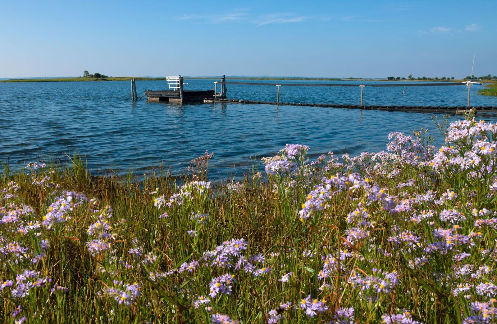 Lakeside with wooden pier and purple flowers in foreground under clear blue sky.