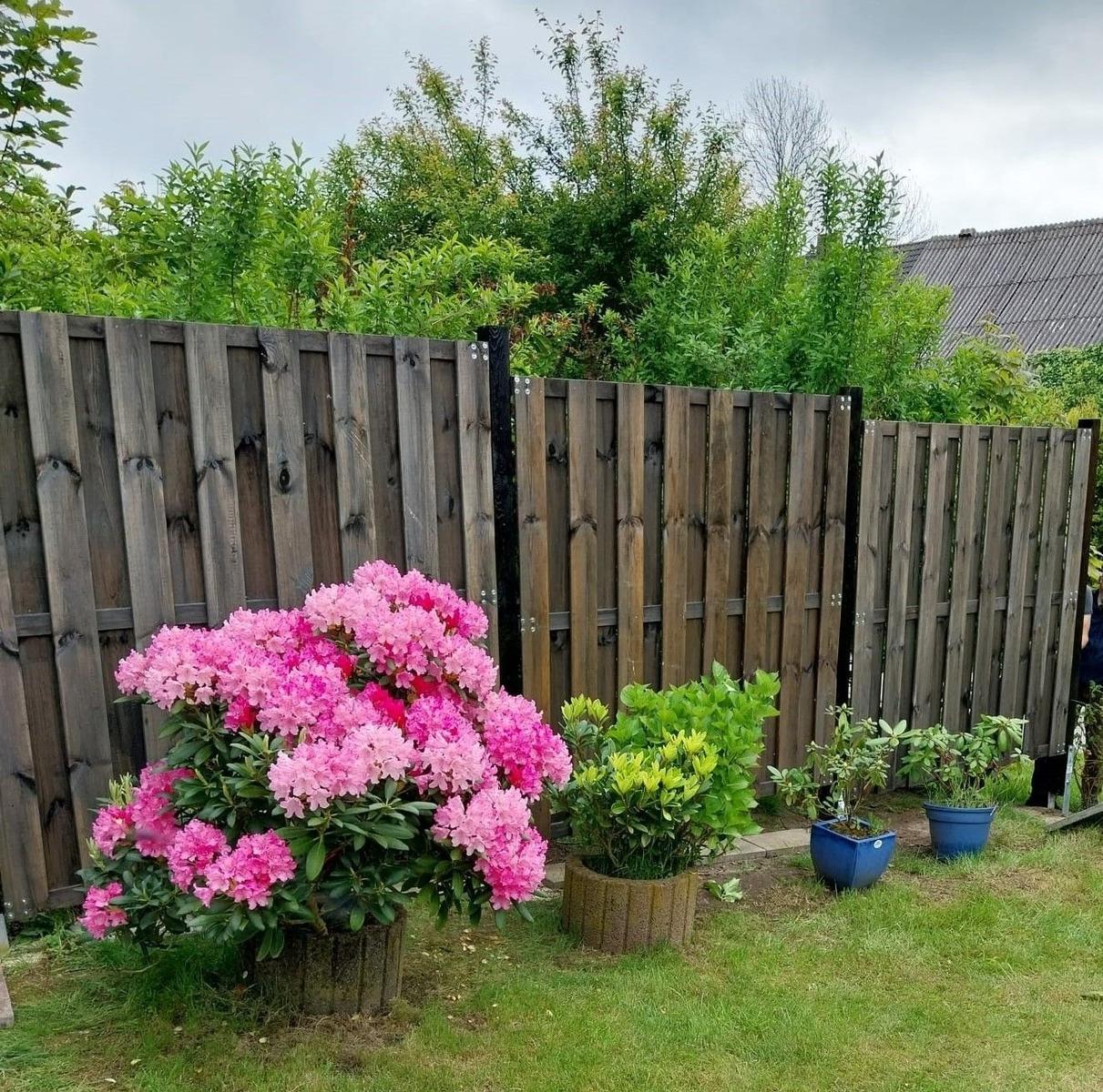 Hinterhof mit Holzzaun, rosa Rhododendron und Pflanzen in Töpfen.
