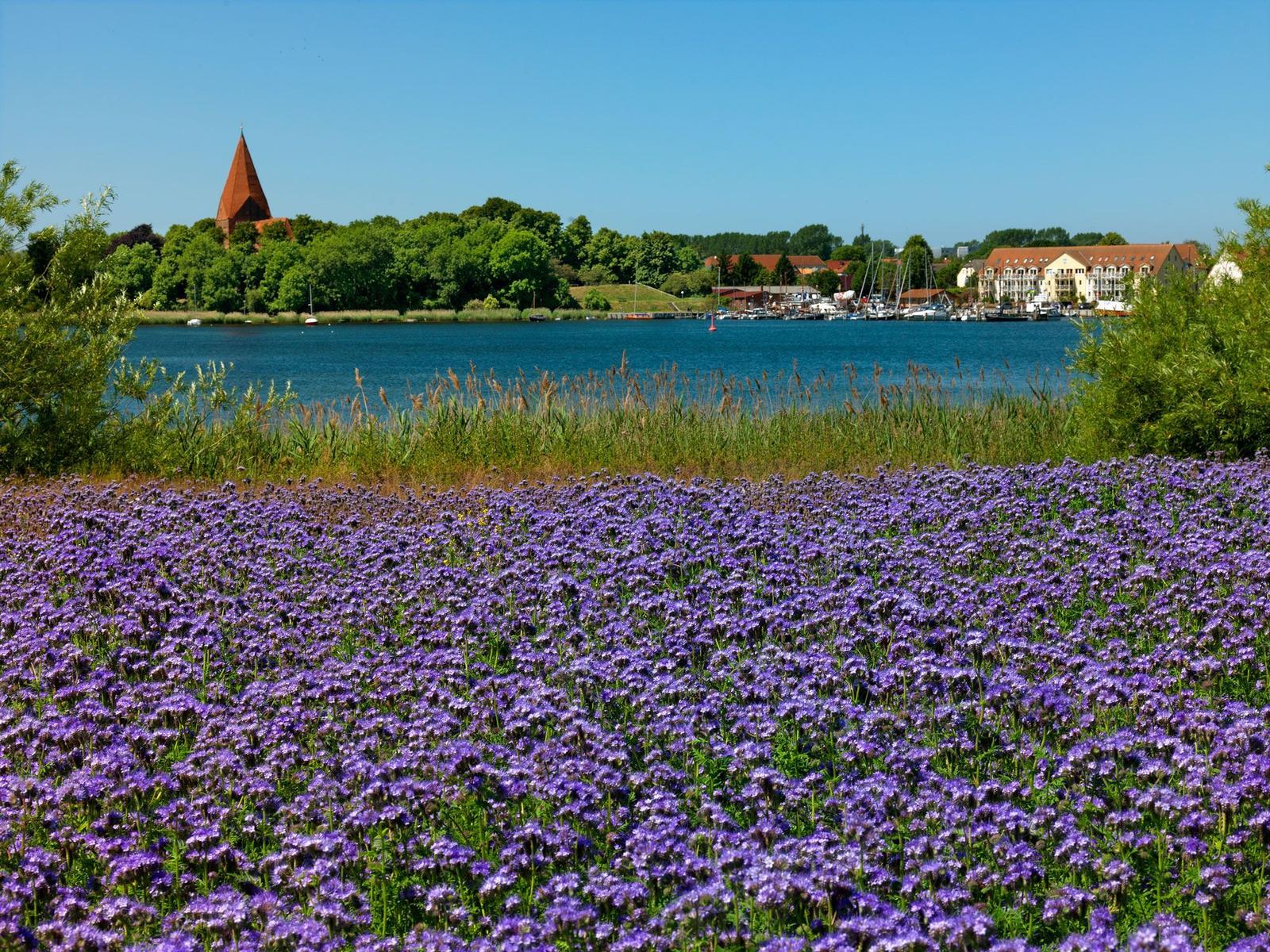 Vor dem See blüht ein Feld lila Blumen. Im Hintergrund steht eine Kirche.