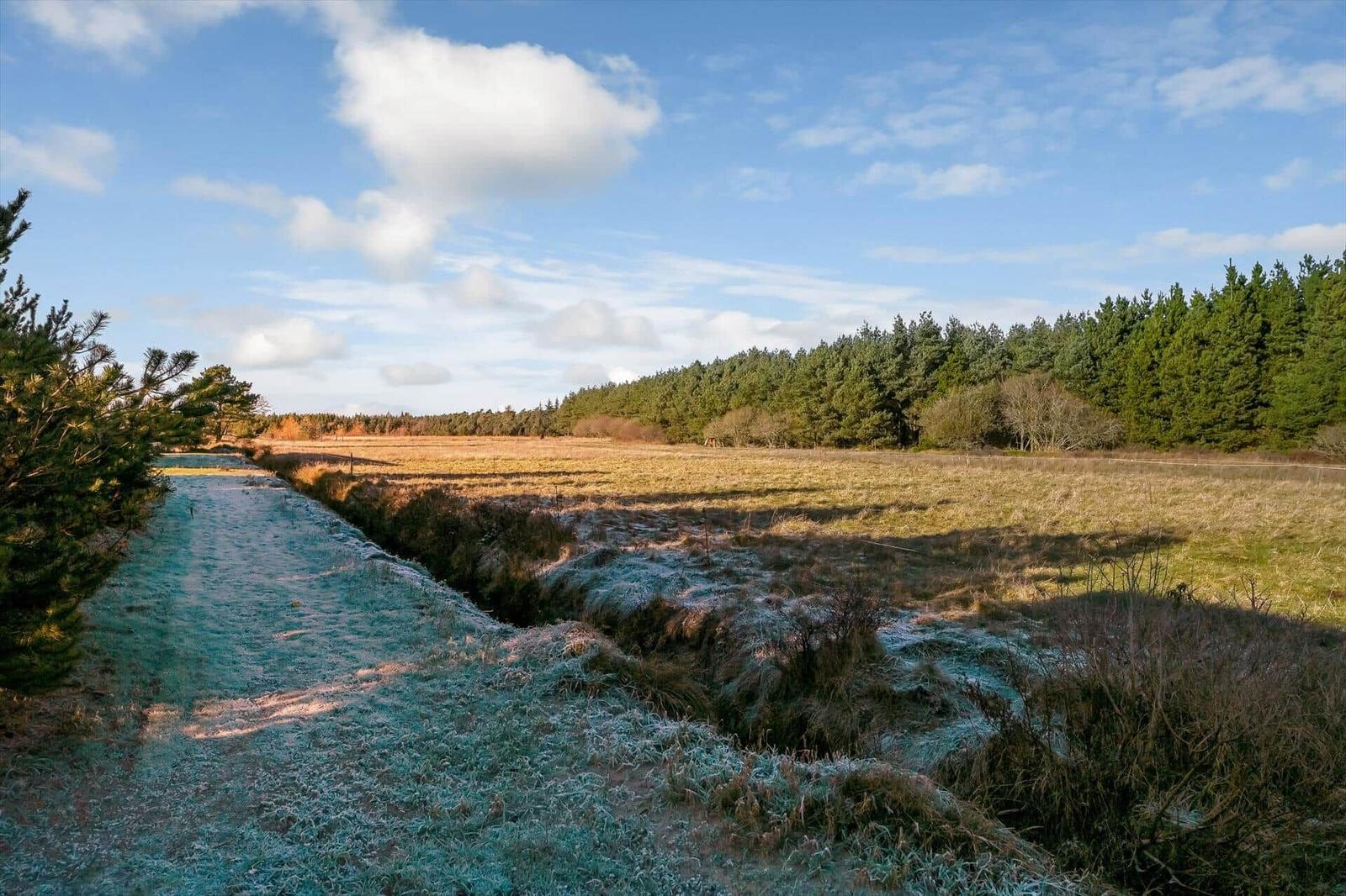 Frost-covered path through field and forest under blue sky with white clouds.