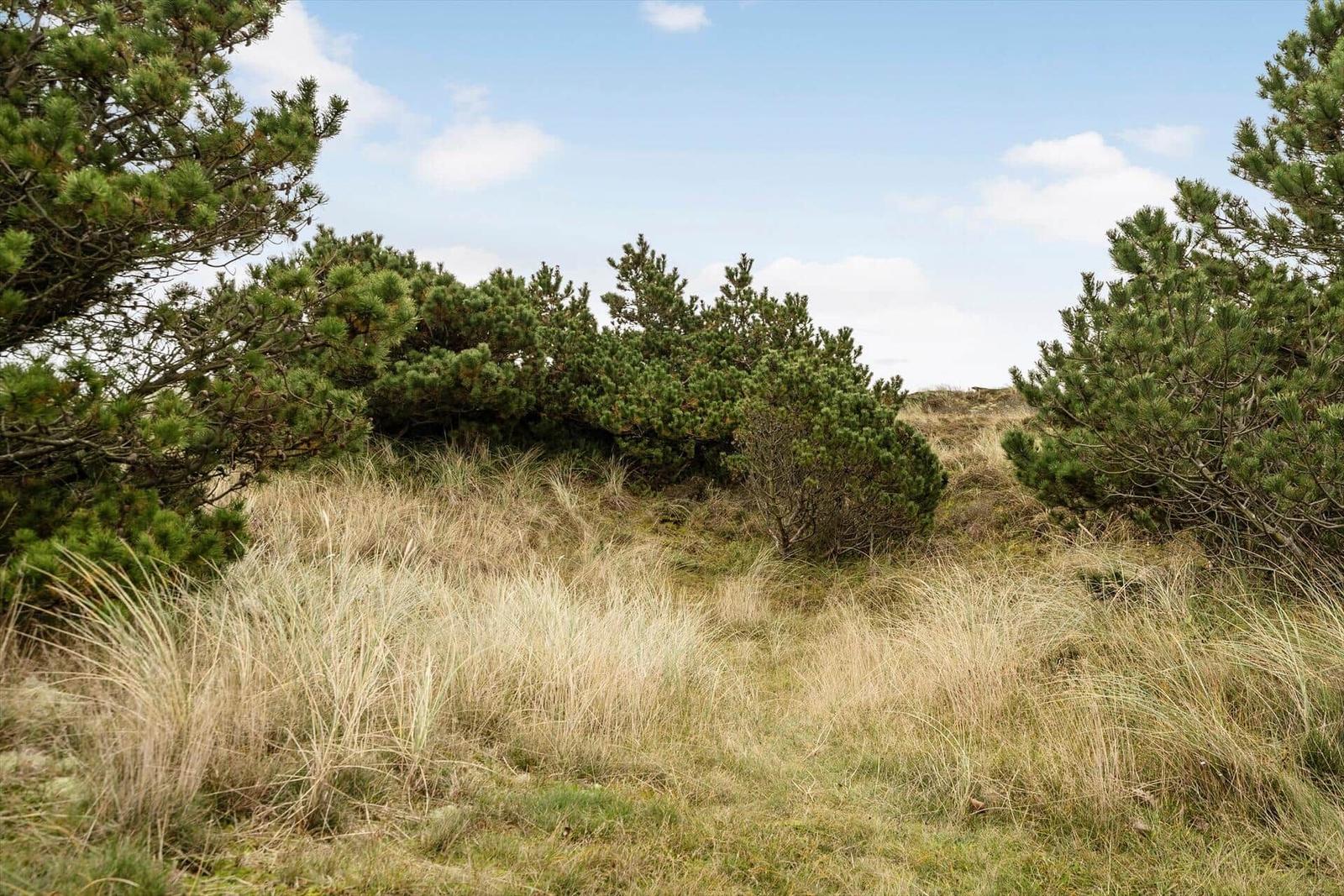 Hügel mit Gras und Nadelbäumen unter blauem Himmel