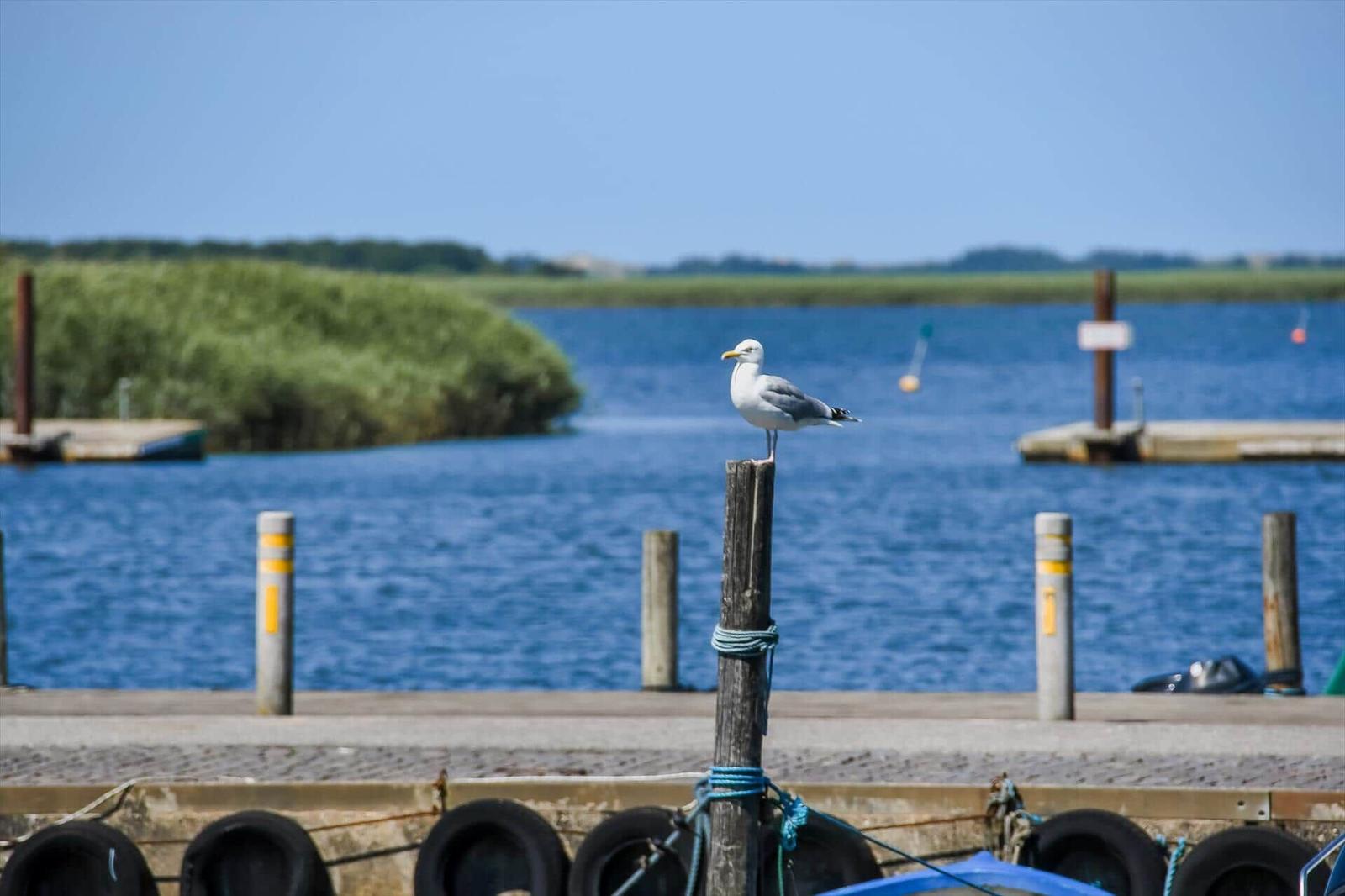 Seagull perched on post at dock with view of water and shore.