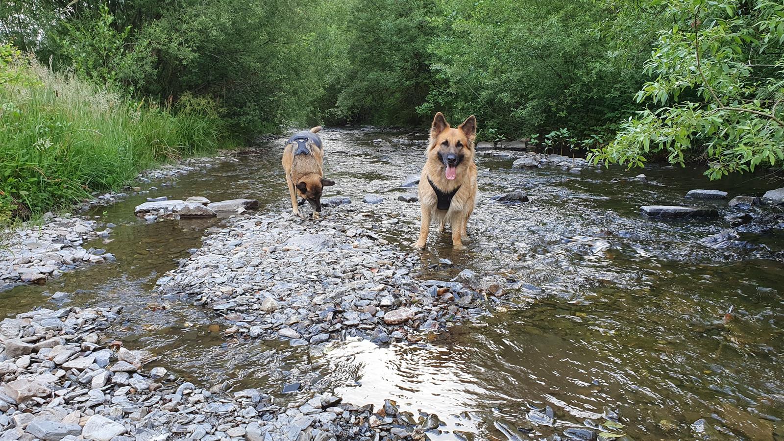Hunde herzlich willkommen!!