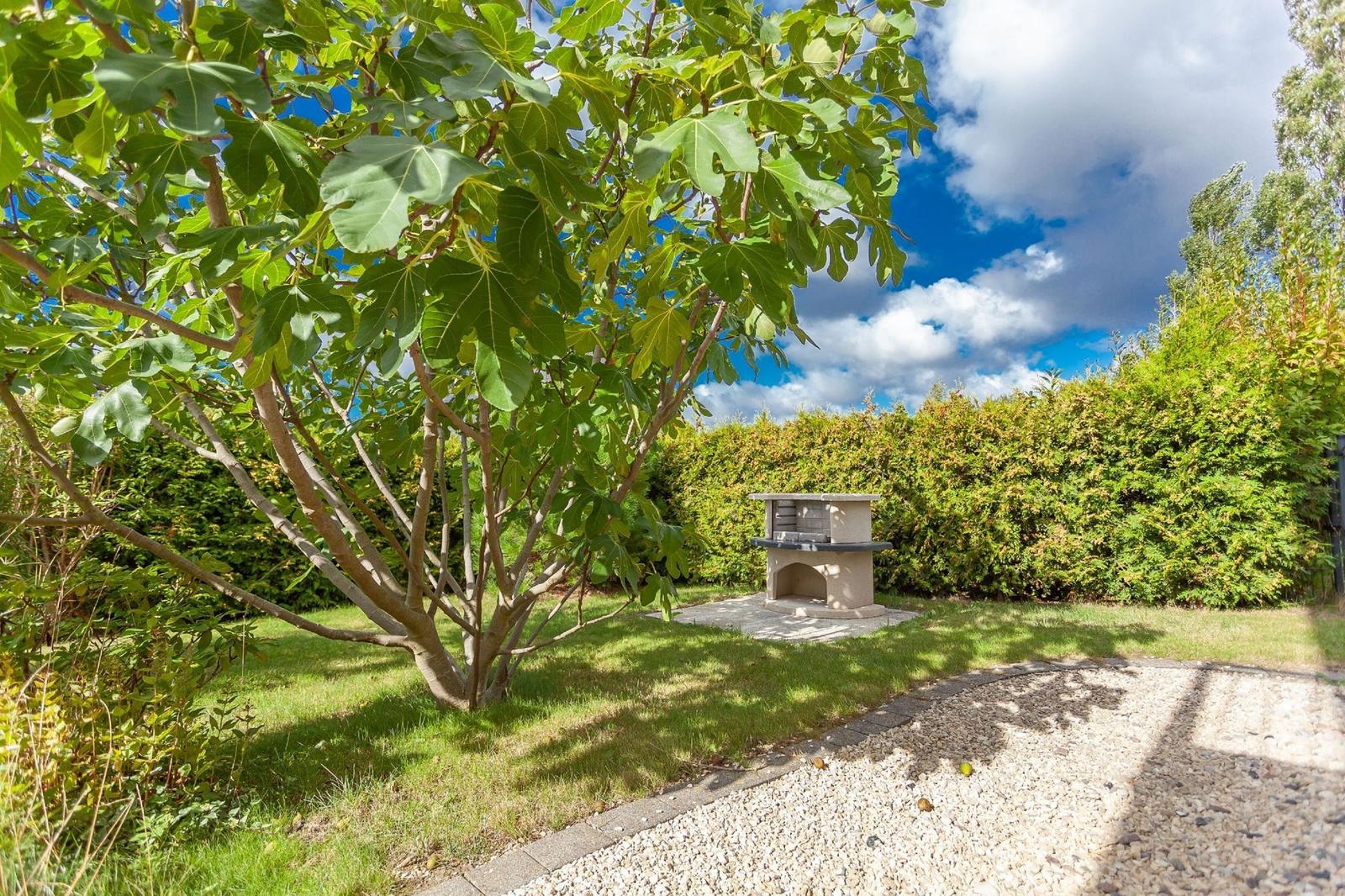 Garten mit Feigenbaum und Steinofen. Grasfläche und Kiesweg.