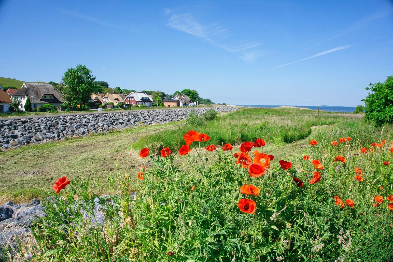 Rote Mohnblumen blühen vor einer Steinschutzmauer und Häusern am Meer.