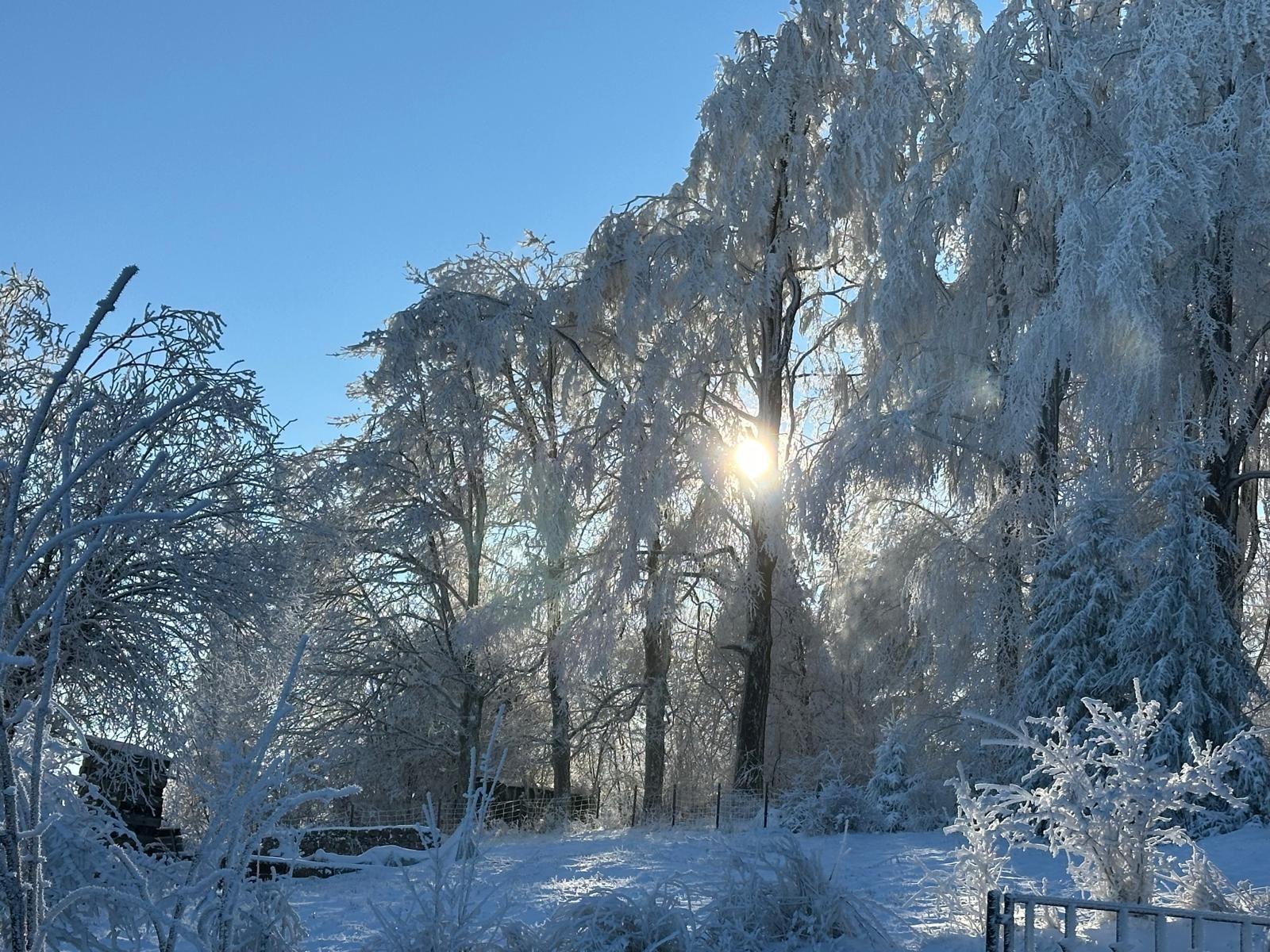 Blick auf den Winterwald