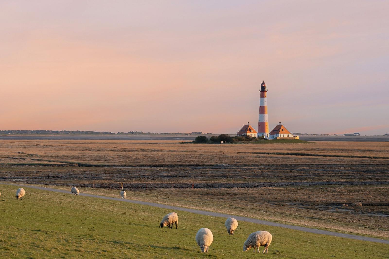 Sheep graze on a meadow, with a lighthouse in the background.