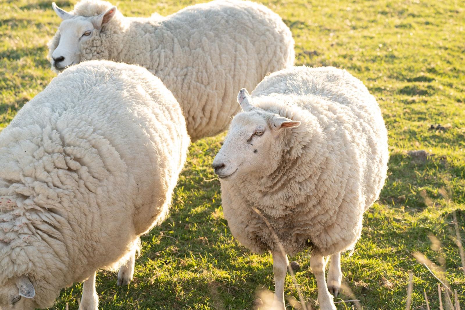 Three sheep graze on a green field in sunlight.