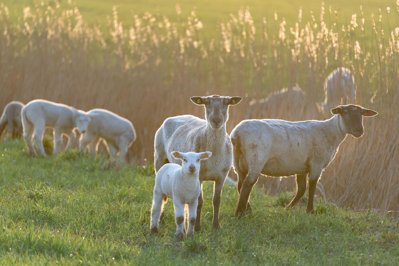 Sheep graze on green field under golden sunlight.