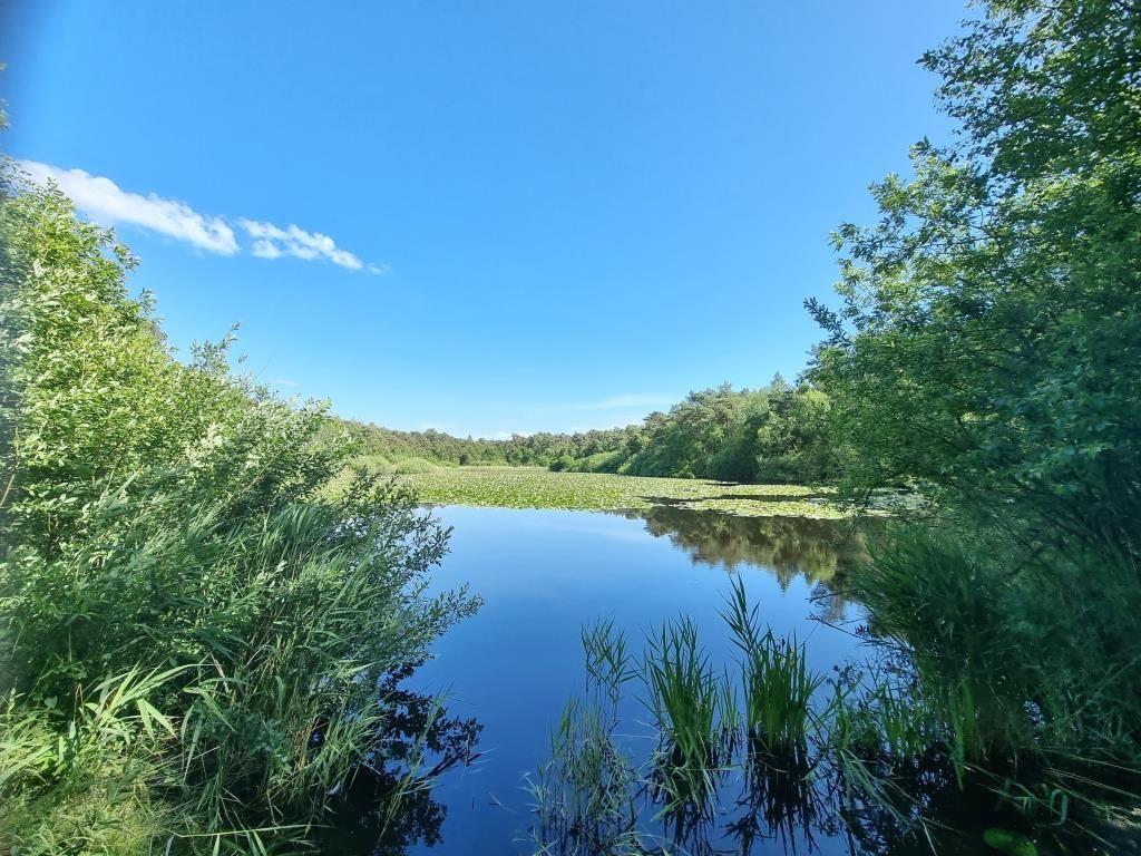 Ein ruhiger See mit Seerosen, umgeben von dichtem Grün und Bäumen unter blauem Himmel.