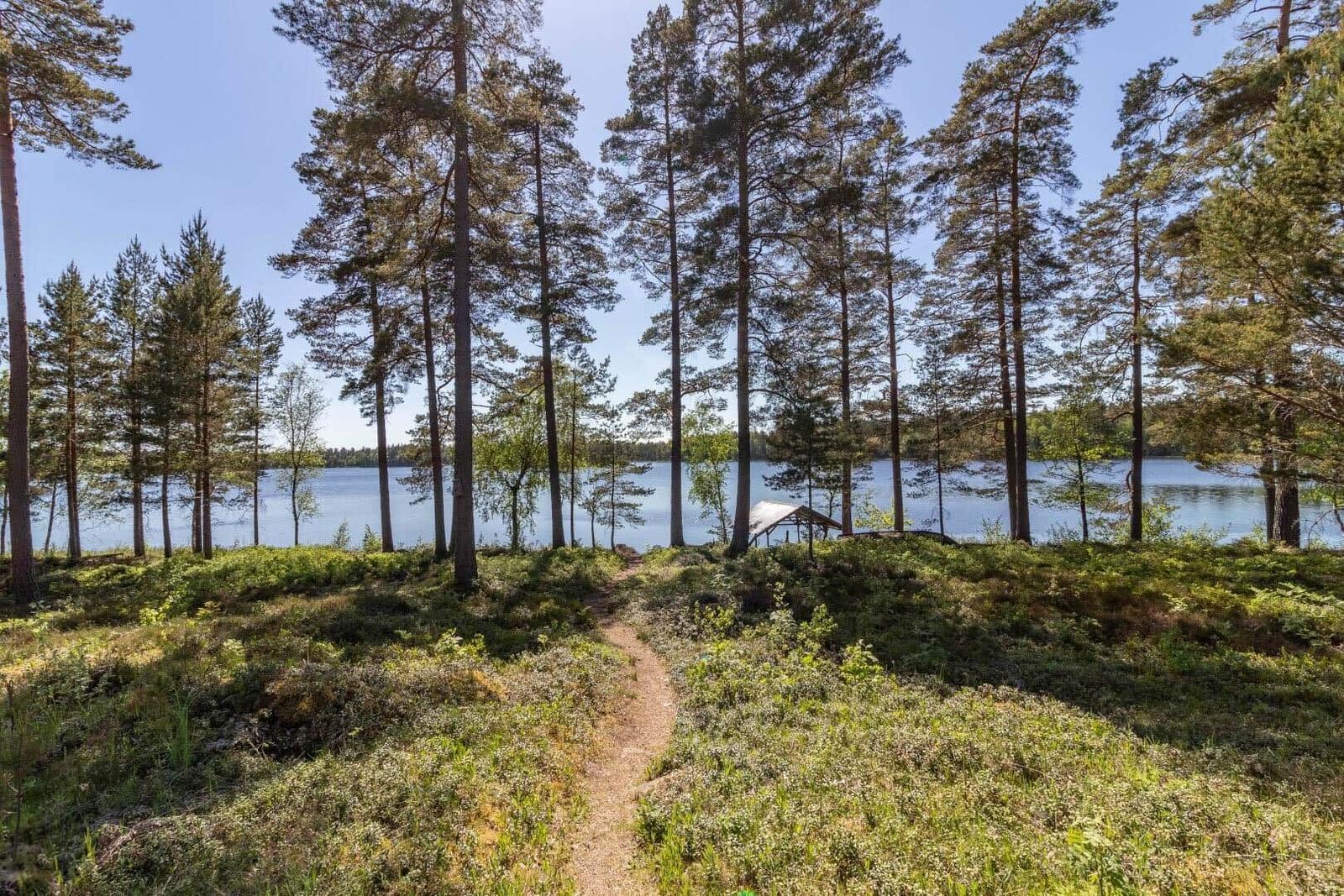 Waldweg führt zum See. Hohe Tannen und grünes Unterholz.