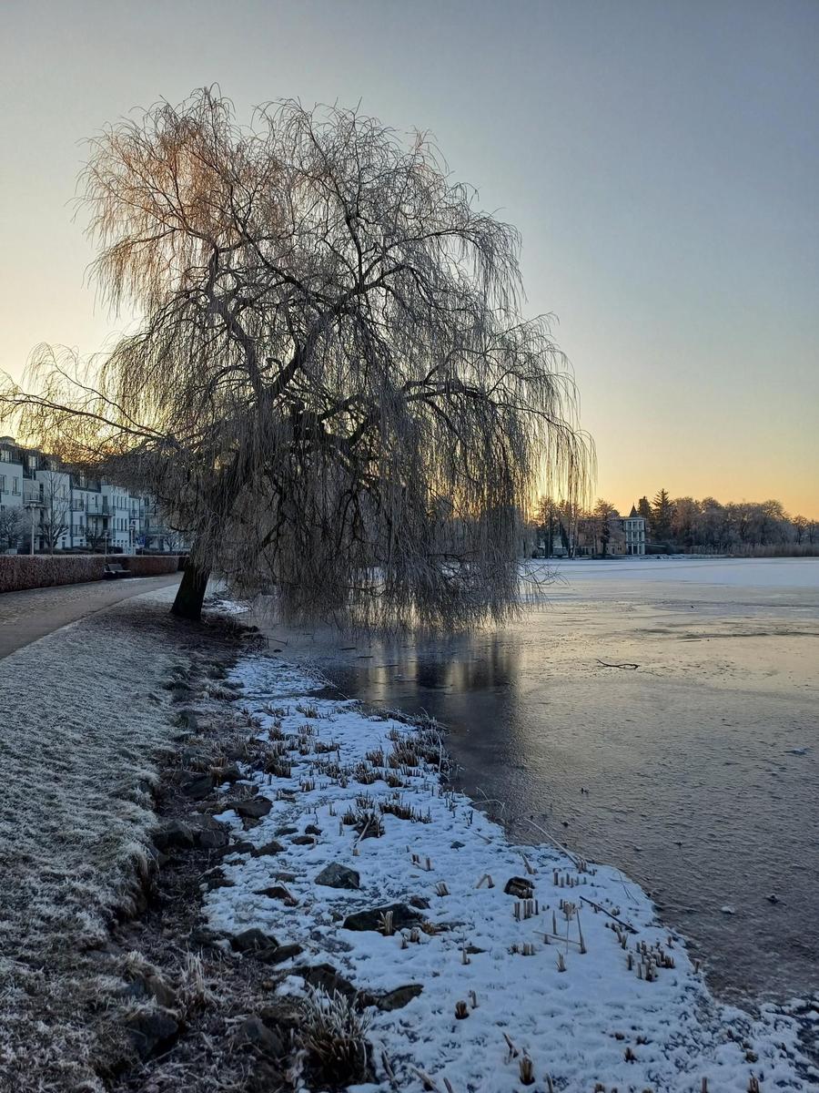 Schneebedeckter Uferbereich mit hängendem Baum und gefrorenem See bei Sonnenuntergang.