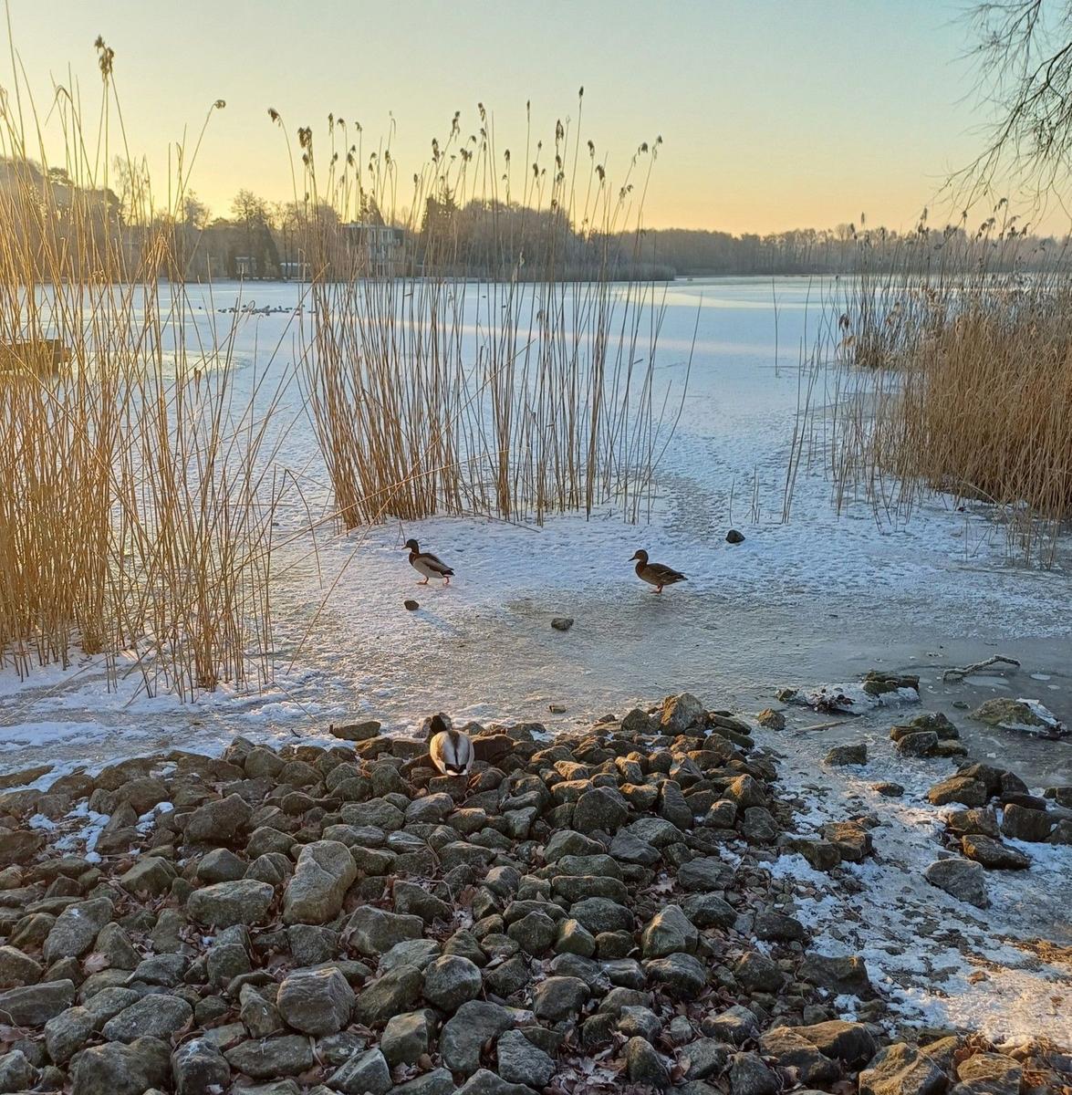 Schneebedeckter See mit Enten und Schilf im Winterlicht.