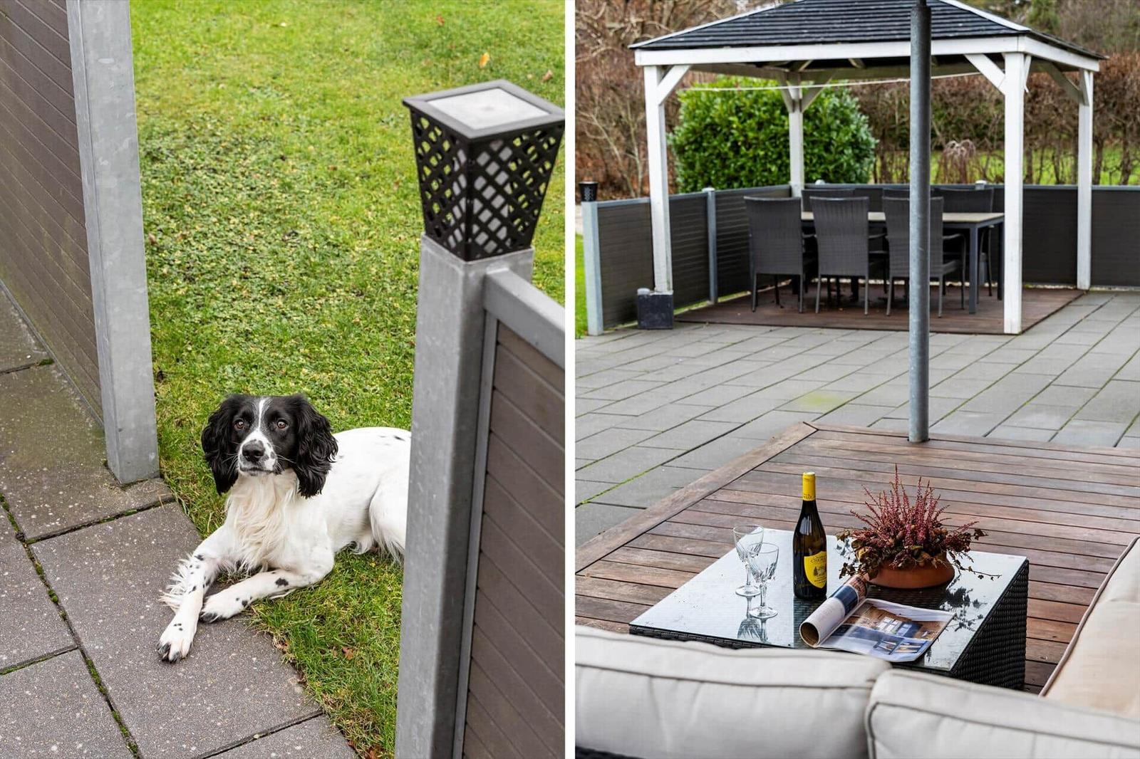 Dog lying in the garden. Terrace with gazebo and seating area.