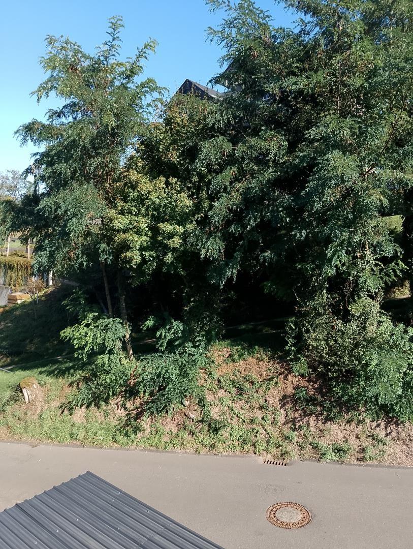 Green slope with trees and shrubs beside a road with drain and manhole cover.