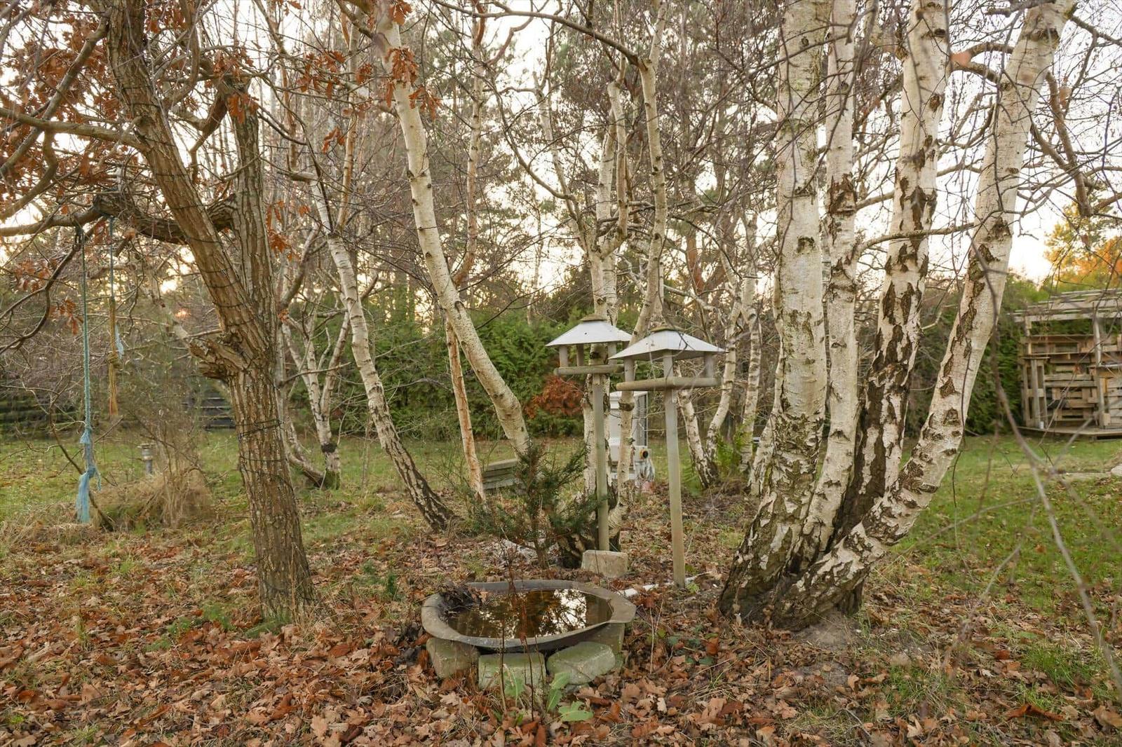 Birch and hawthorn trees surround a stone-edged pond with two wooden lantern posts.