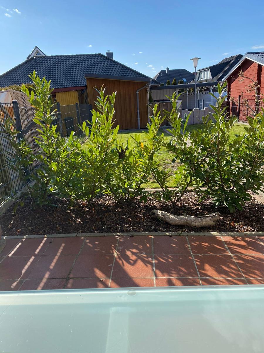 Hinterhof mit Grünflächen, Pflanzen und Terrasse unter blauem Himmel.