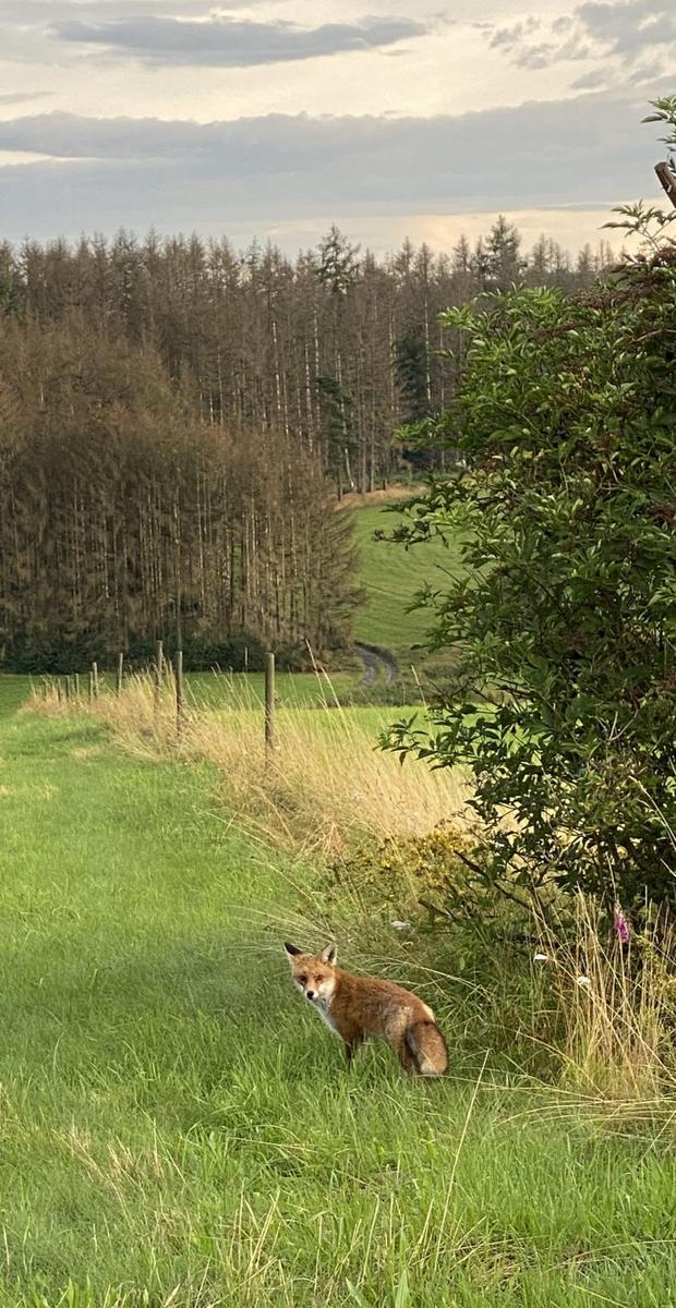 Ein Fuchs steht in einem grünen Feld neben einem Busch. Im Hintergrund sind Bäume und ein Waldweg zu sehen.
