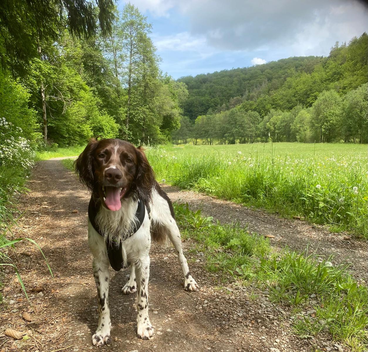 Hund auf Waldweg mit grünem Feld und Bäumen im Hintergrund.