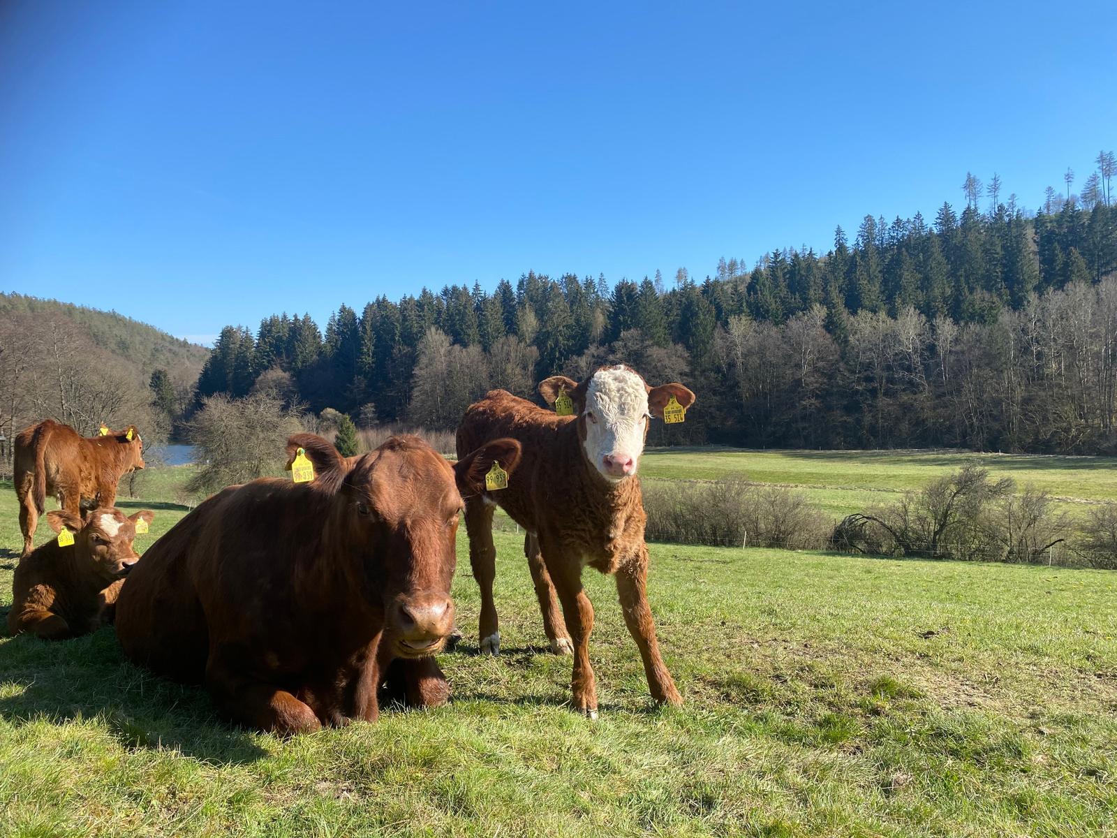 Kühe grasen auf einer grünen Wiese vor einem bewaldeten Hügel unter blauem Himmel.