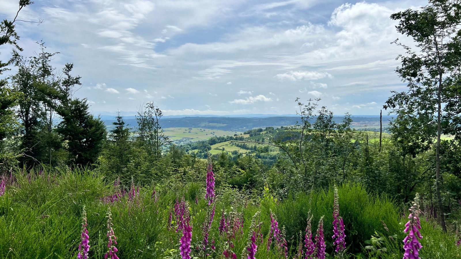 Panoramablick auf grüne Hügel und Wiesen unter einem bewölkten Himmel mit lila Blumen im Vordergrund.