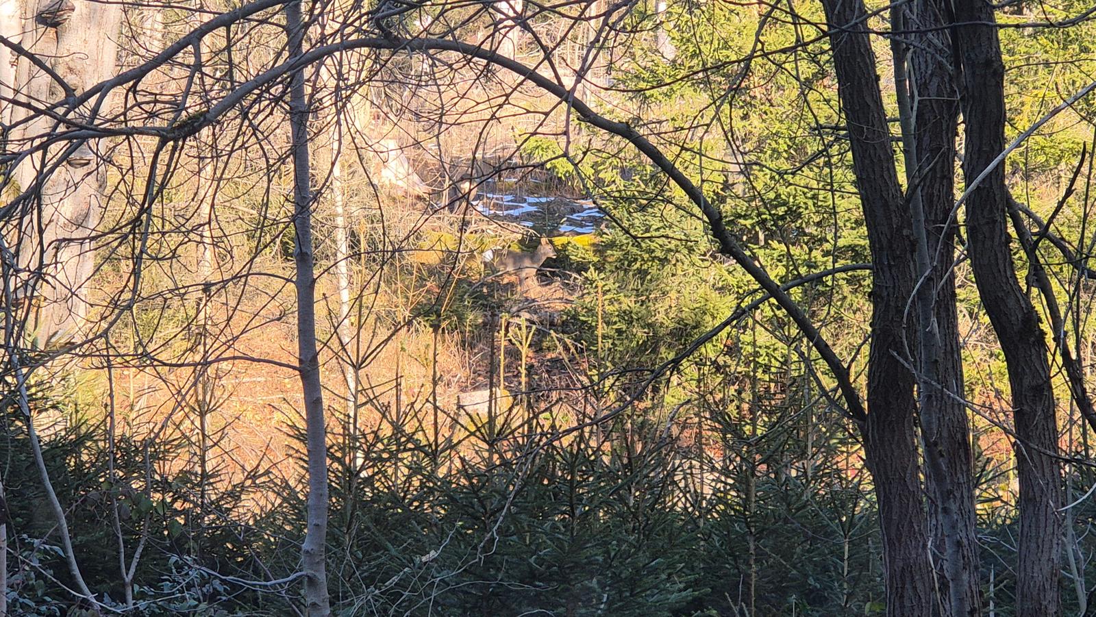 Junges Reh direkt hinter dem Haus im Wald.