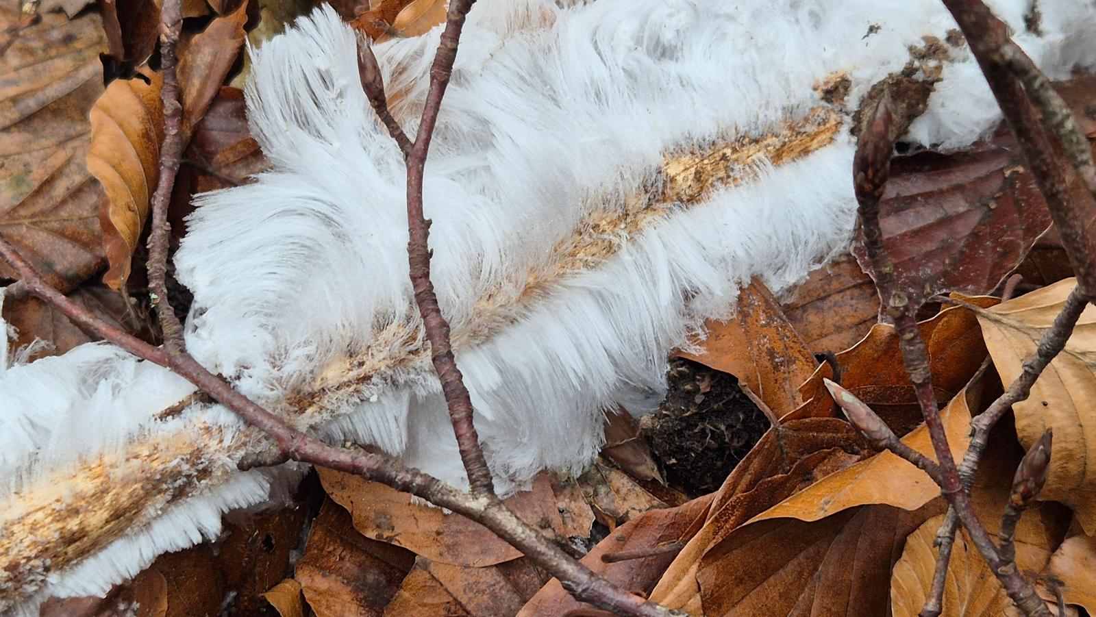 Eisig gefrorene Äste liegen unter Herbstblättern.