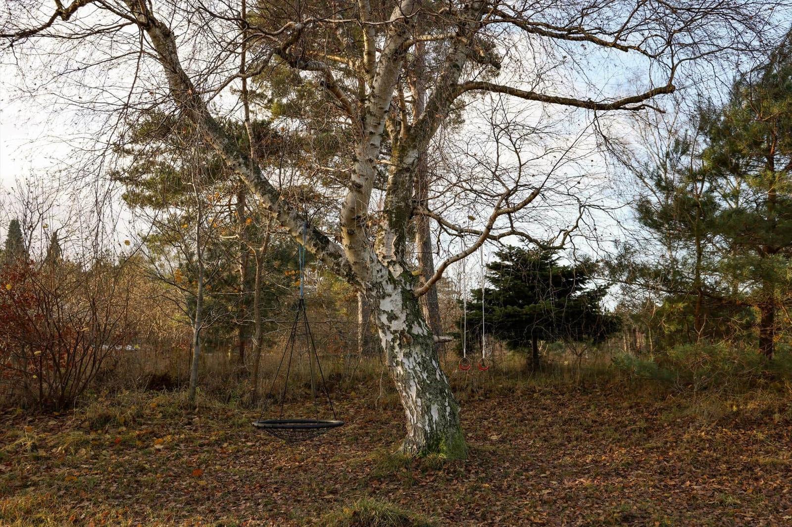 A large tree with two hanging ropes in the woods. One is a black net, the other a red ring.