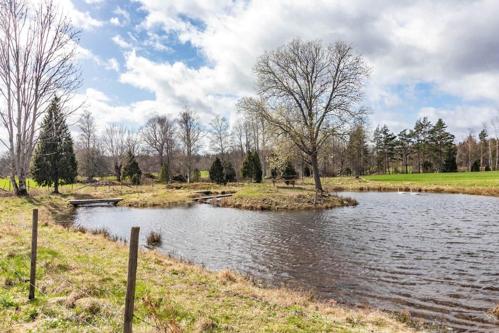 Ein Teich mit Schwänen, umgeben von Grasland und Bäumen unter einem bewölkten Himmel.