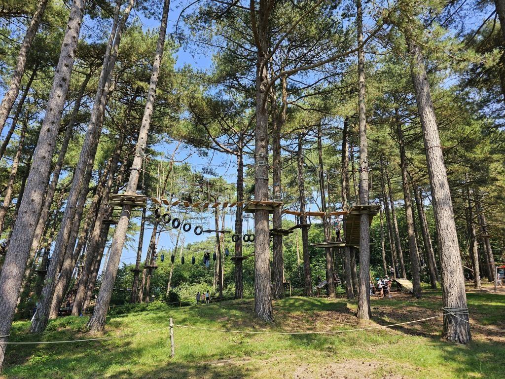 Ein Hochseilgarten zwischen hohen Bäumen mit Plattformen und Seilen.