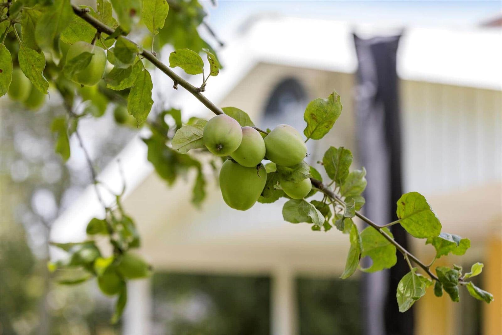 Green apples hang on a branch in front of a house in the background.