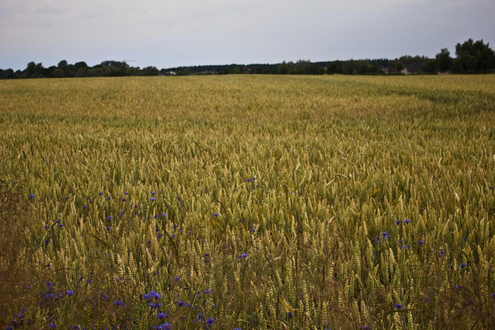 Feld hinter dem Haus