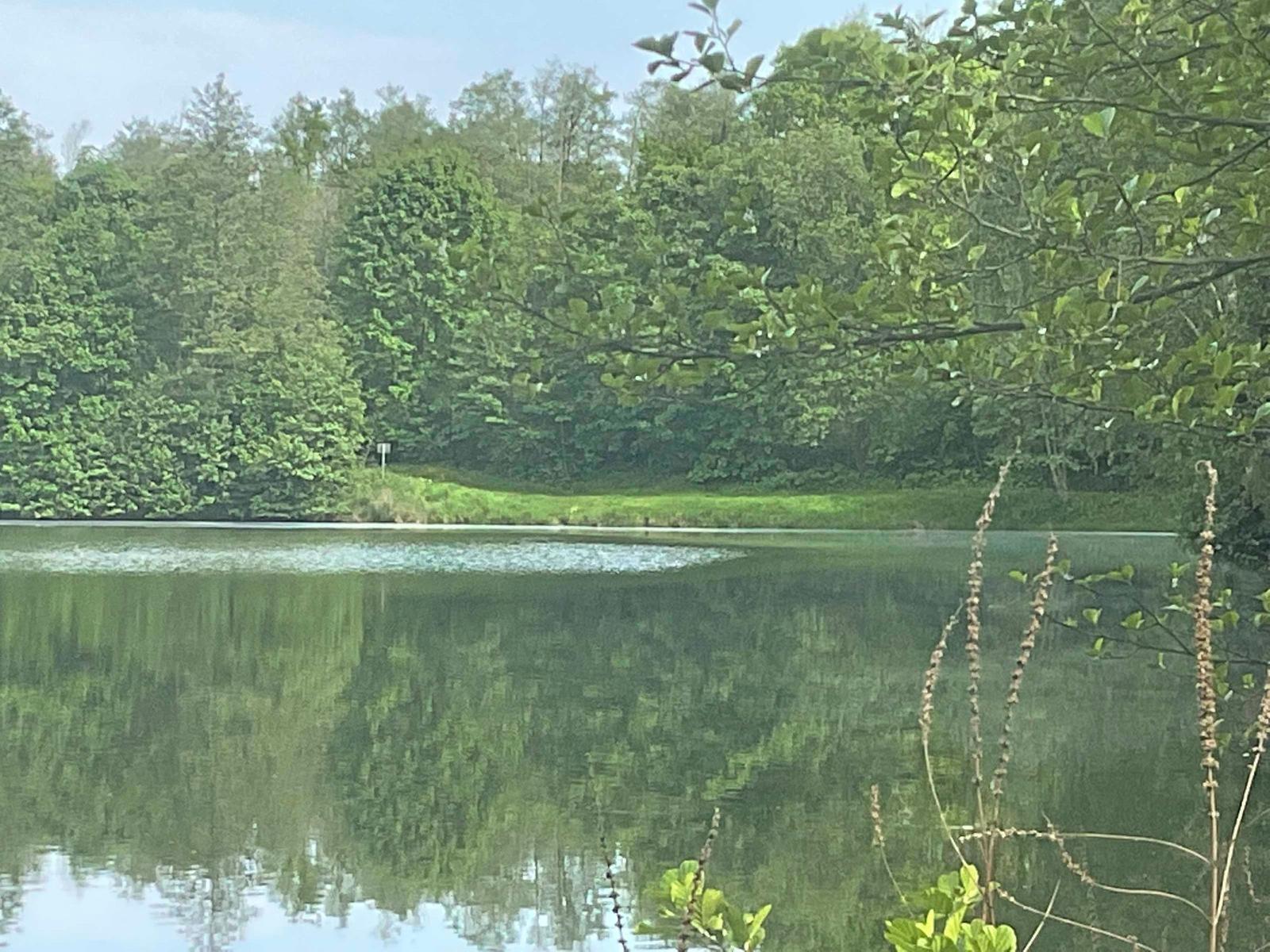 A calm lake with green shoreline vegetation and trees in the background.