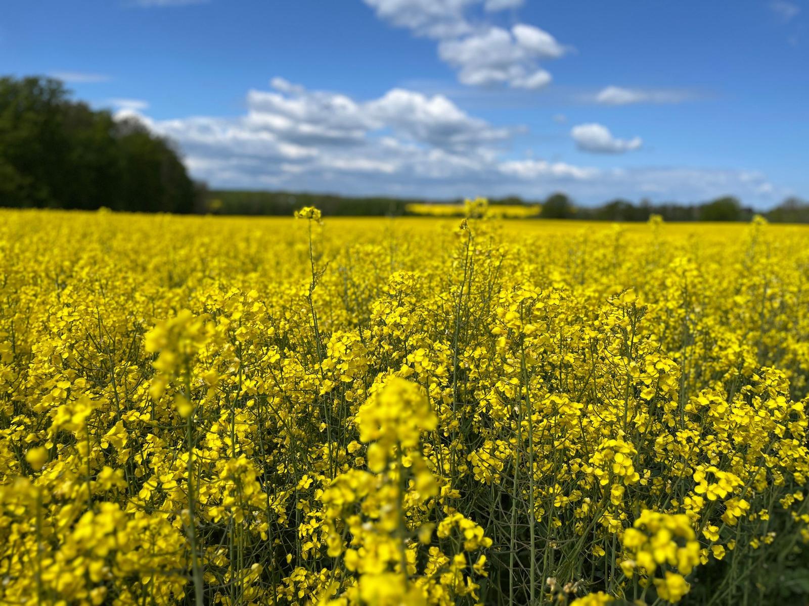 Ein Feld mit gelben Blumen unter blauem Himmel mit weißen Wolken.