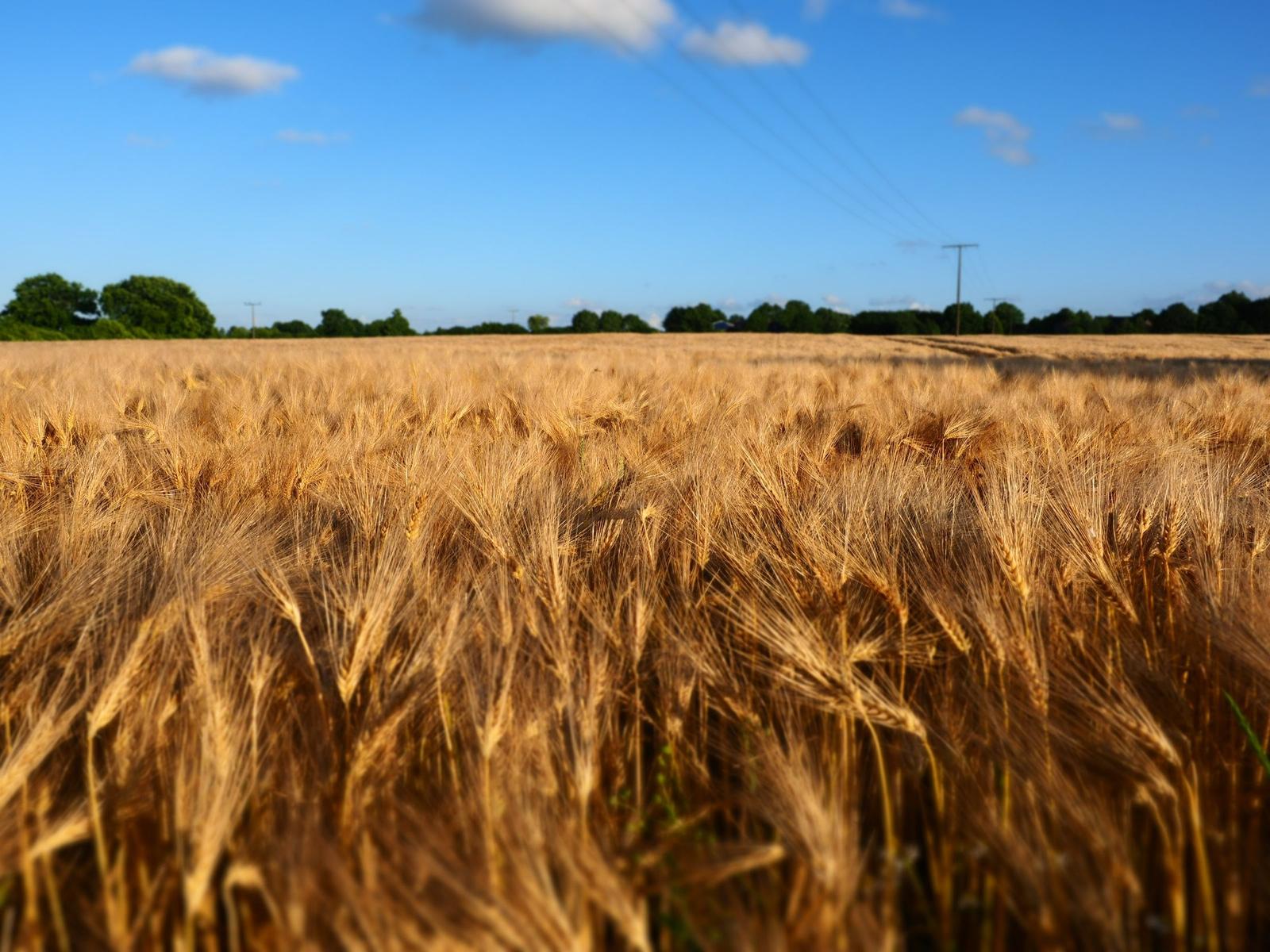 Ein Feld mit goldener Weizenähren unter blauem Himmel mit vereinzelten Wolken.