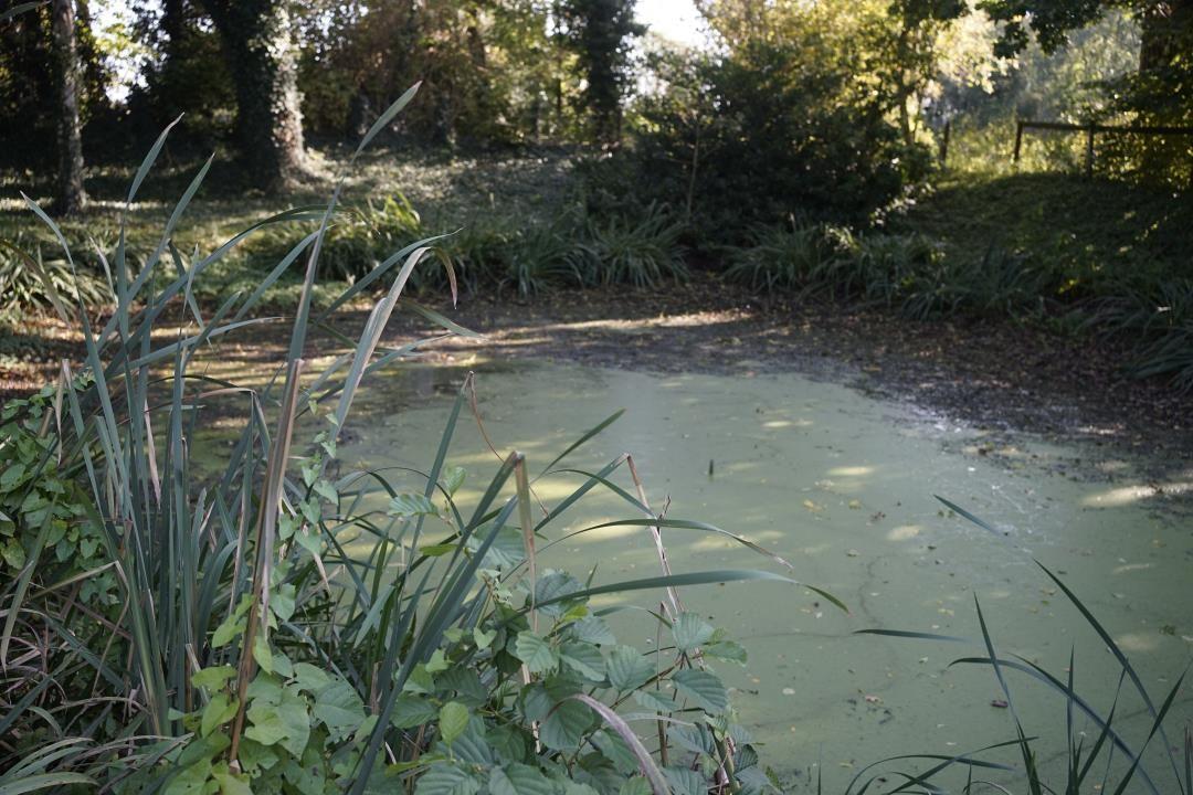 A pond with algae and tall grass in the garden, surrounded by trees and shrubs.