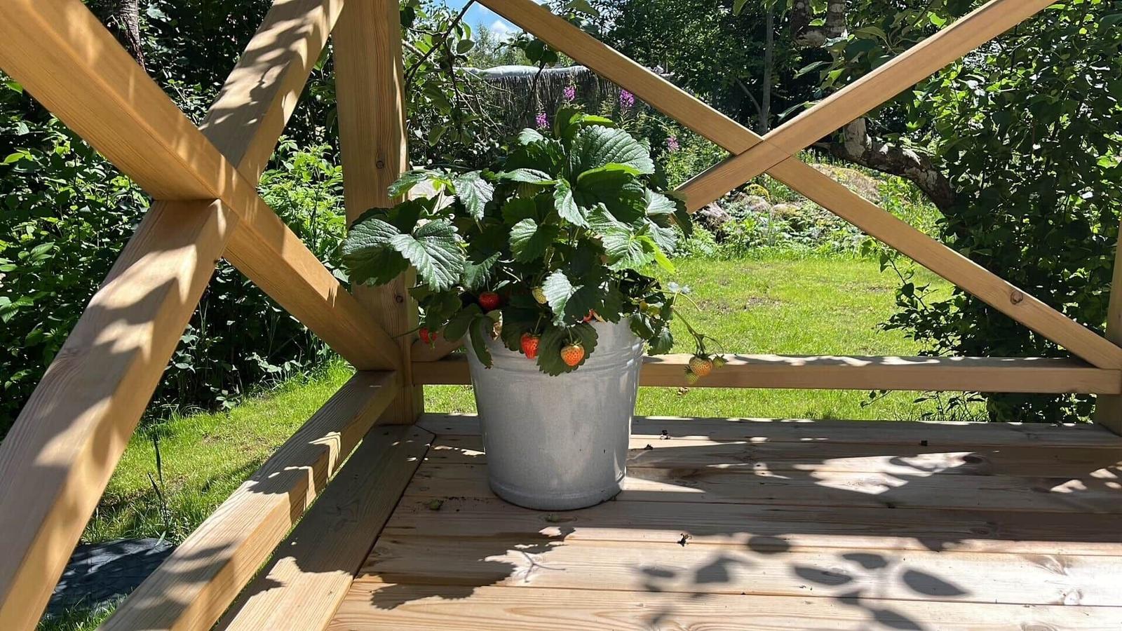 Eine Erdbeerpflanze in einem Metalleimer steht auf einer Holzterrasse mit Blick auf einen grünen Garten.