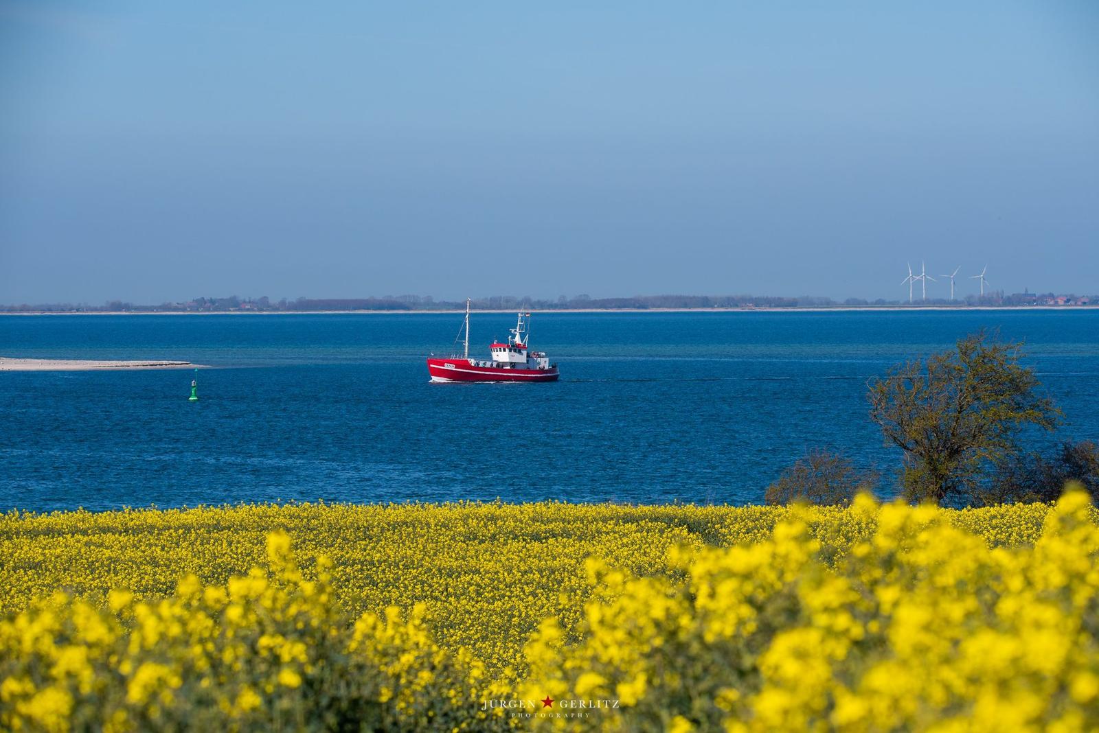 Rotes Schiff auf blauem Wasser vor gelbem Rapsfeld mit Windrädern im Hintergrund.