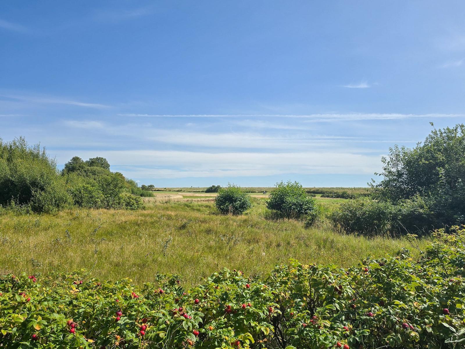 Weitläufiges Grasland mit Sträuchern und roten Beeren unter blauem Himmel.