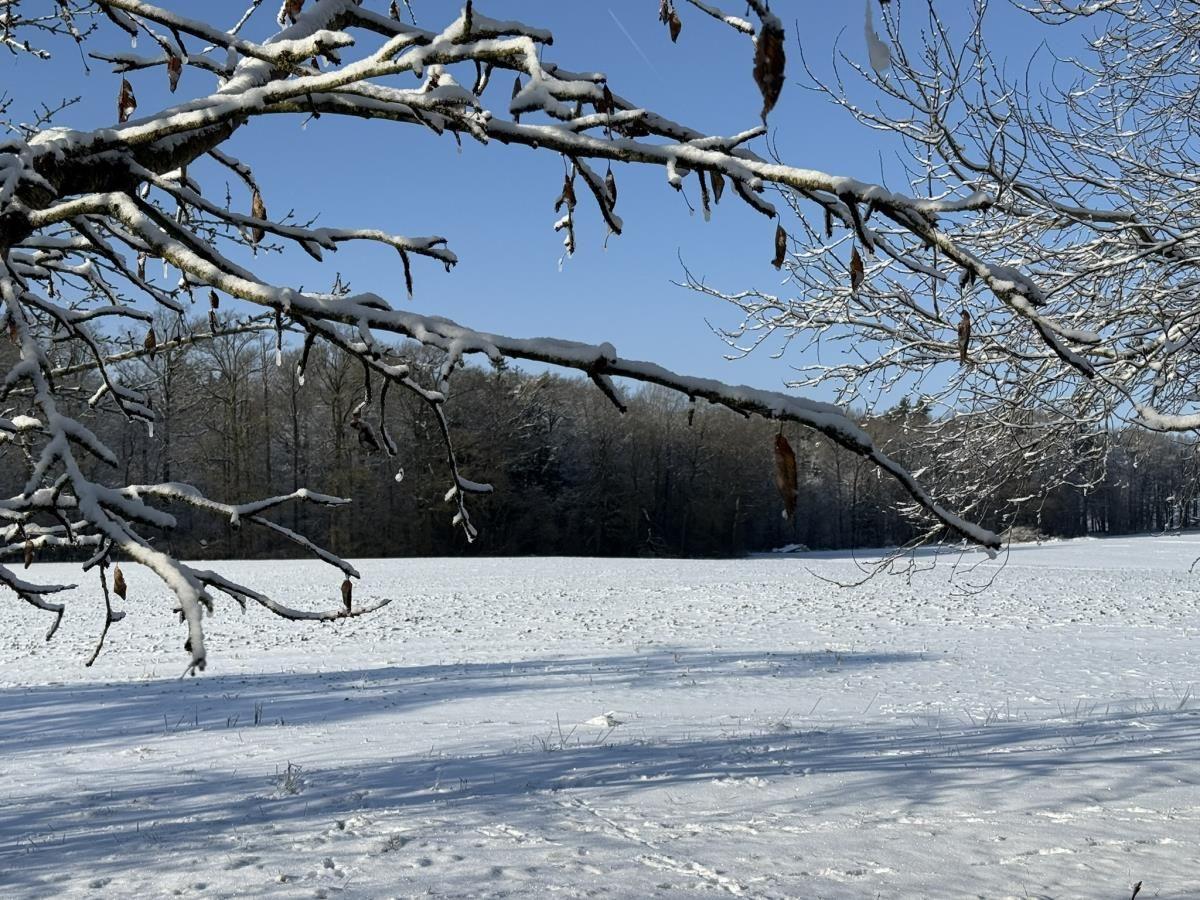 Schneebedeckte Äste rahmen eine winterliche Landschaft mit schneebedecktem Feld und Wald im Hintergrund ein.