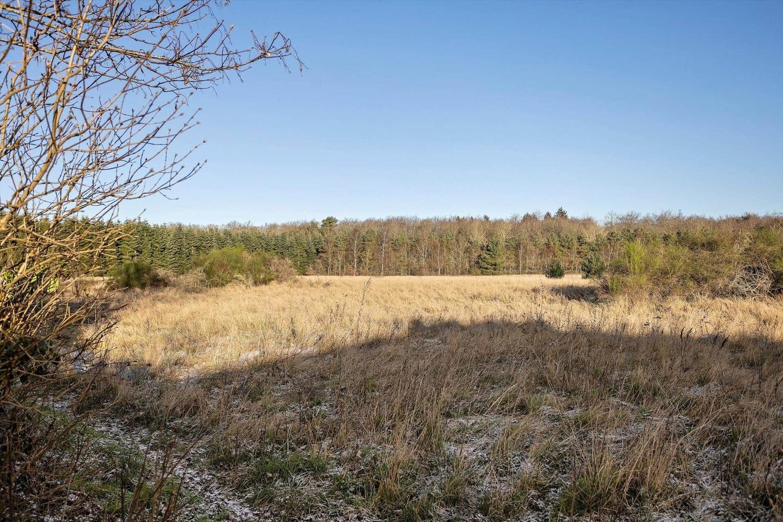 Wide field with grass and forest in background under clear sky.